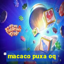 macaco puxa oq